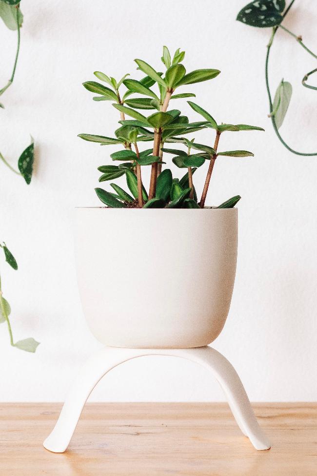 Ceramic Footed Plant Pots
