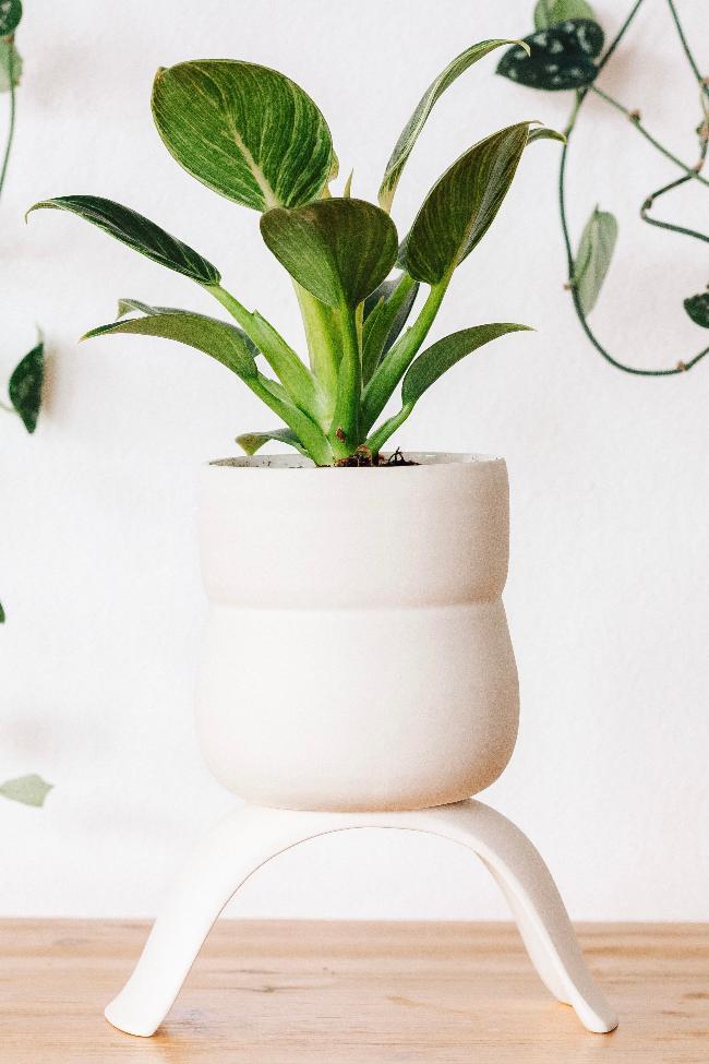Ceramic Footed Plant Pots