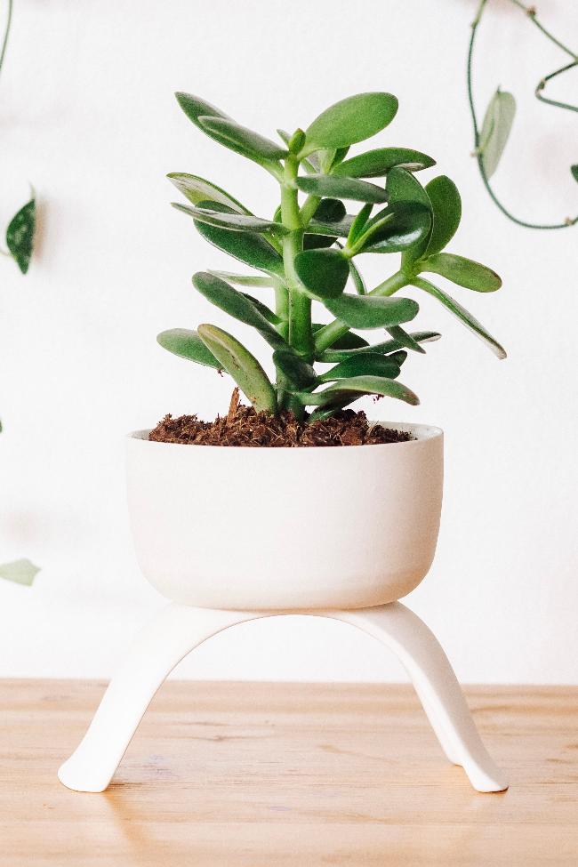 Ceramic Footed Plant Pots