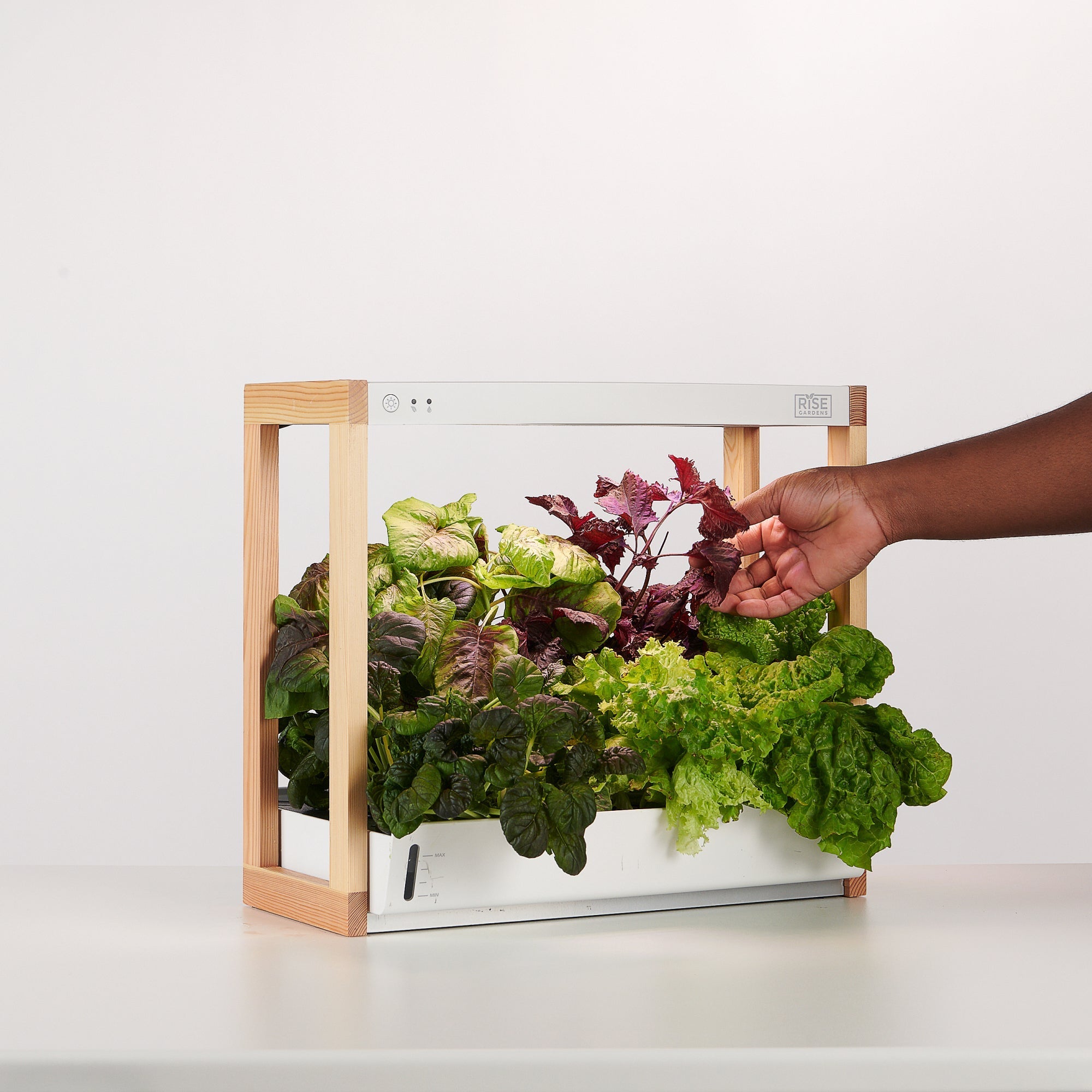 Personal Rise Garden