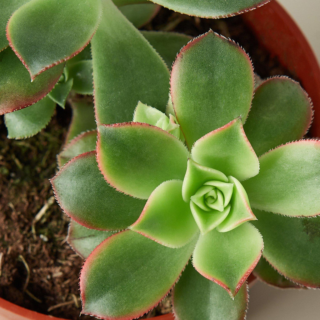 Succulent 'Kiwi'