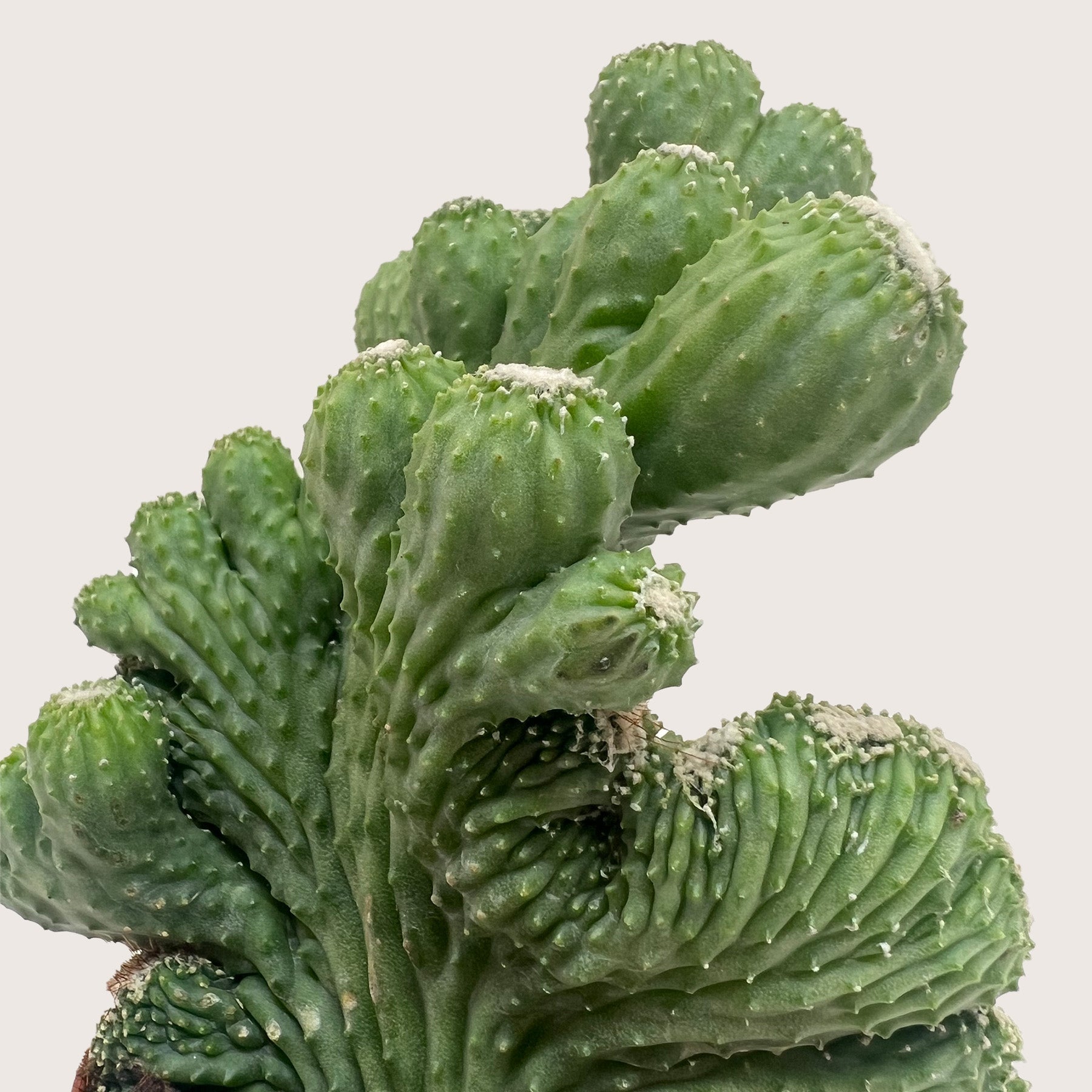 Succulent Cereus Coral Green