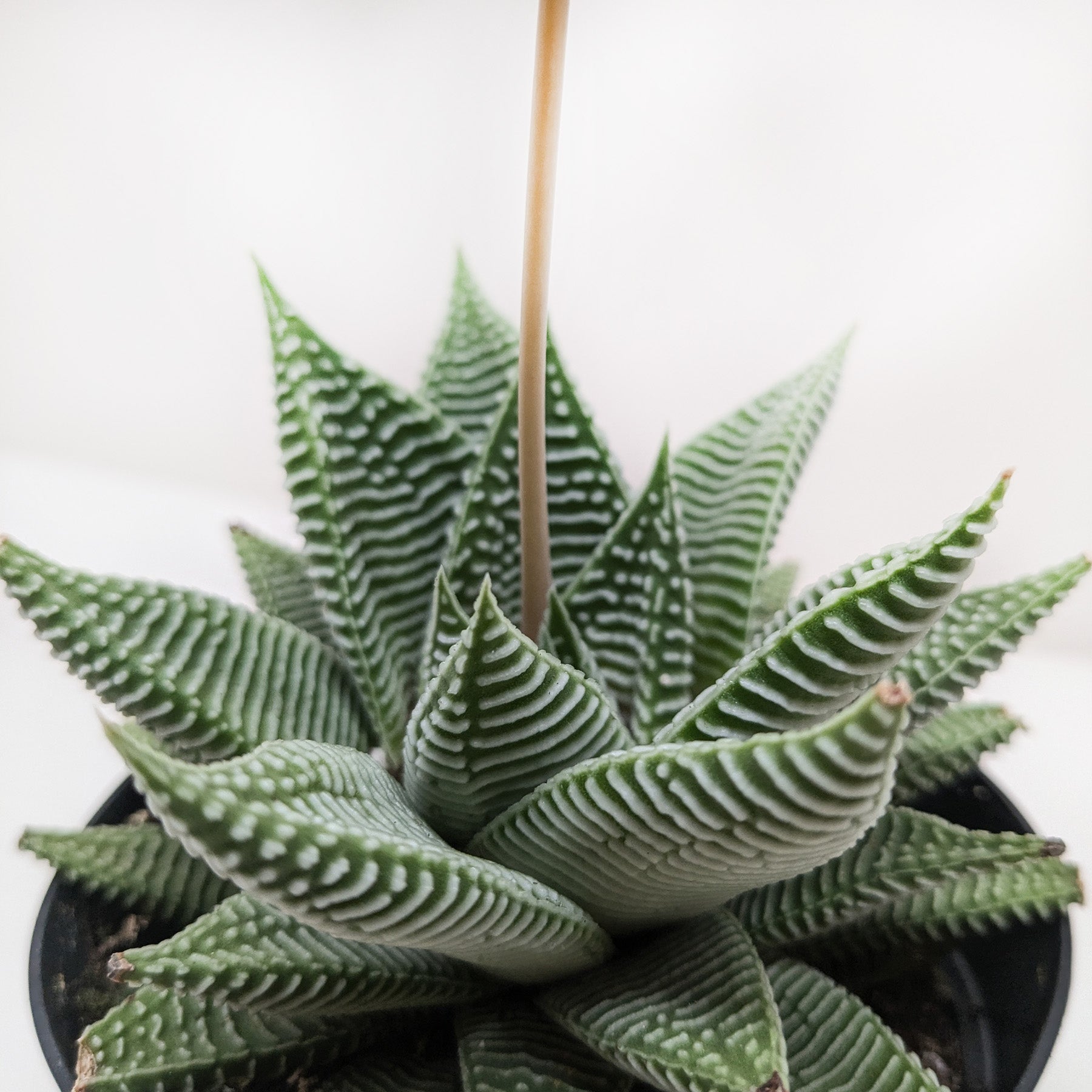 Succulent Haworthia Miami