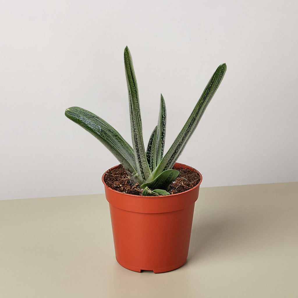 Succulent Gasteria Little Warty