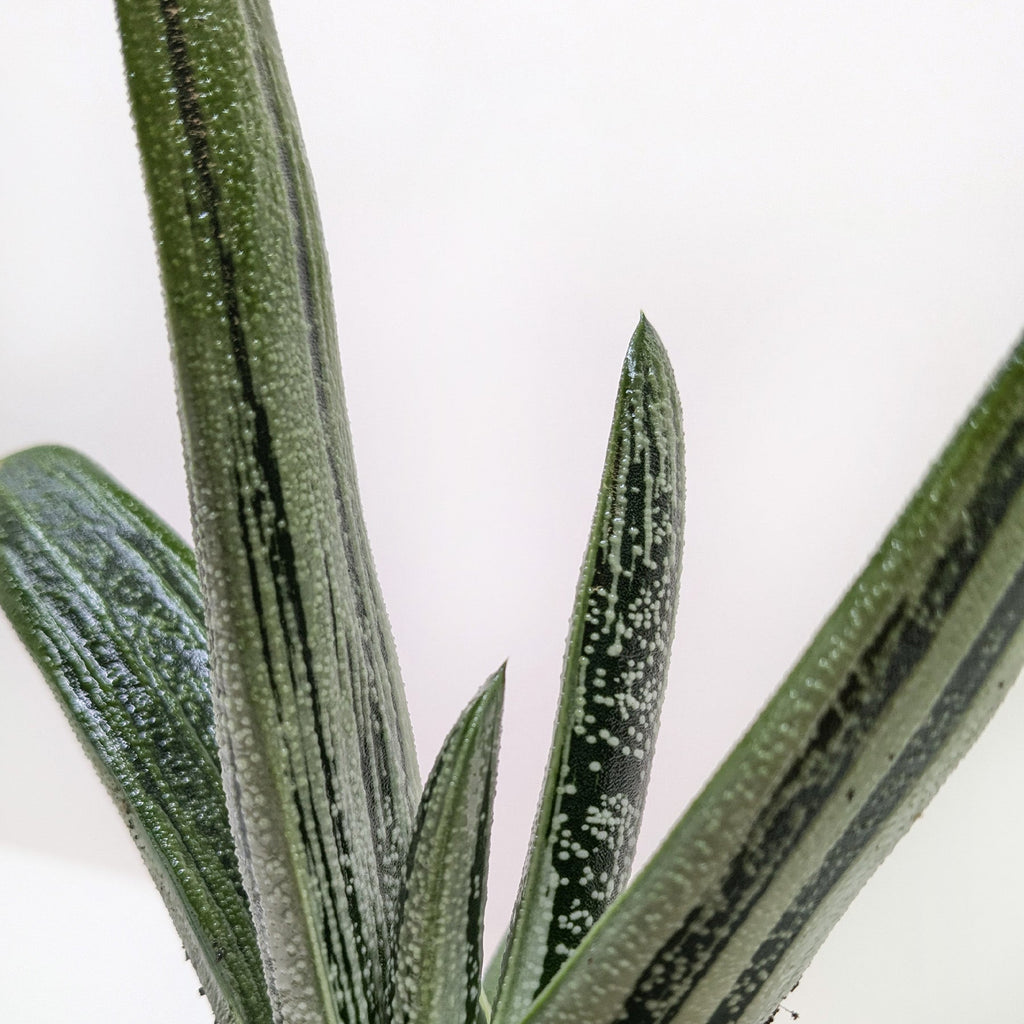 Succulent Gasteria Little Warty