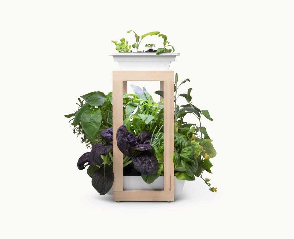 Personal Rise Garden